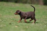 DOBERMANN 306